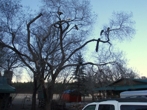 Pea Fowl in a tree.